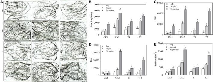 https://cdn.ncbi.nlm.nih.gov/pmc/blobs/2bea/8482014/dd811c456b42/fmicb-12-746799-g007.jpg