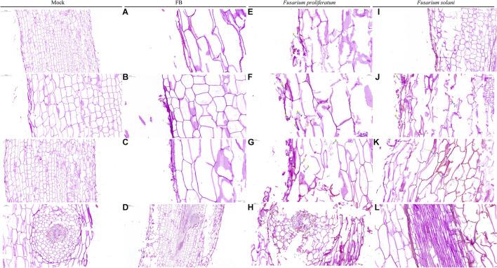 https://cdn.ncbi.nlm.nih.gov/pmc/blobs/2bea/8482014/fa4d95b851fa/fmicb-12-746799-g006.jpg