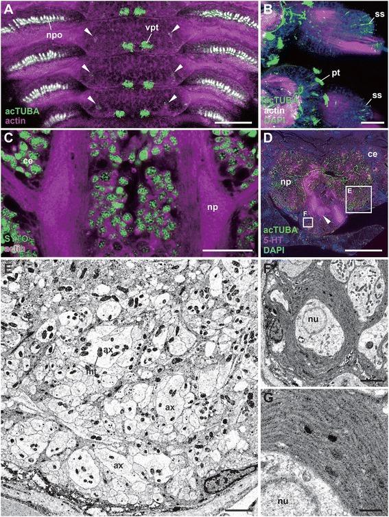 https://cdn.ncbi.nlm.nih.gov/pmc/blobs/2bf0/4261566/3b0ac5cc90c5/12983_2014_82_Fig10_HTML.jpg