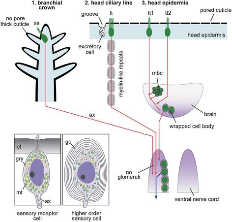 https://cdn.ncbi.nlm.nih.gov/pmc/blobs/2bf0/4261566/53d5c24f0421/12983_2014_82_Fig11_HTML.jpg