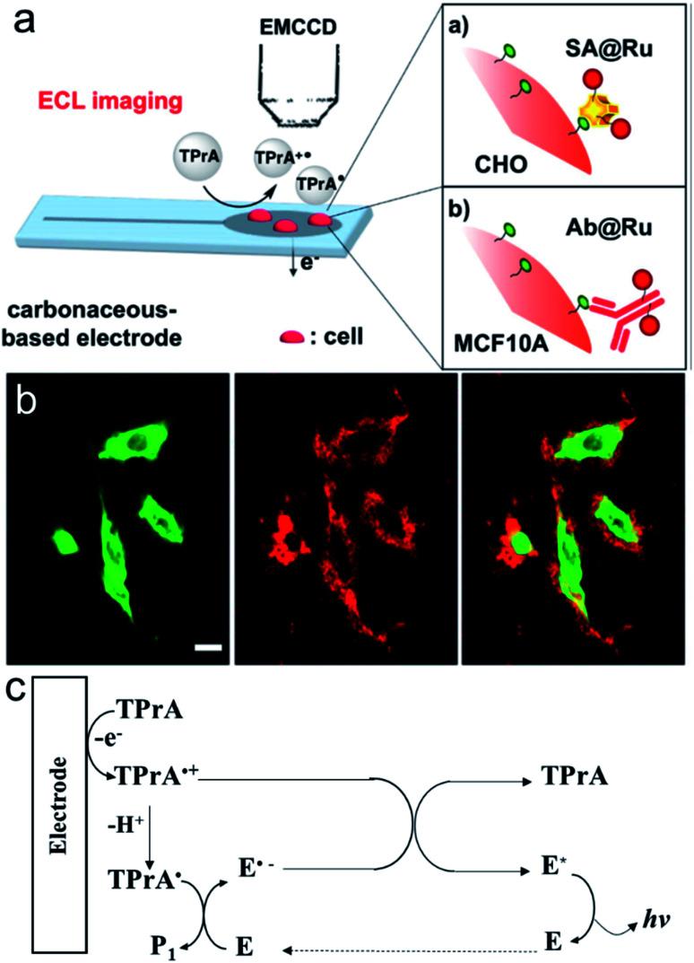 https://cdn.ncbi.nlm.nih.gov/pmc/blobs/2bf5/8179668/37ec51277519/d0sc07085h-f12.jpg