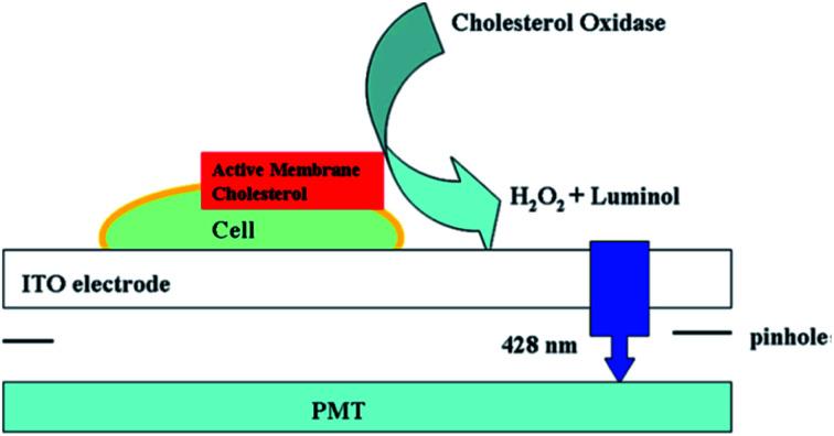 https://cdn.ncbi.nlm.nih.gov/pmc/blobs/2bf5/8179668/4ece5ac56534/d0sc07085h-f10.jpg