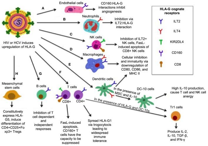 https://cdn.ncbi.nlm.nih.gov/pmc/blobs/2bf6/5513977/a745f191a399/fimmu-08-00832-g004.jpg