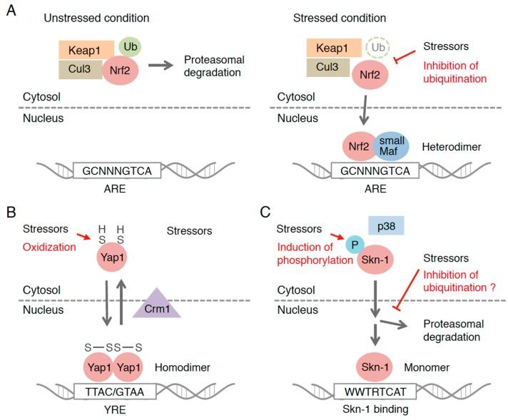 https://cdn.ncbi.nlm.nih.gov/pmc/blobs/2bf7/6155405/4a7ae14a638d/molecules-22-00436-g001.jpg