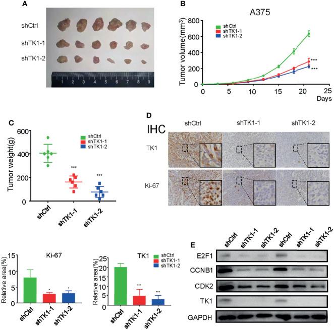 https://cdn.ncbi.nlm.nih.gov/pmc/blobs/2bf7/8927676/4240119d7946/fonc-12-802807-g003.jpg
