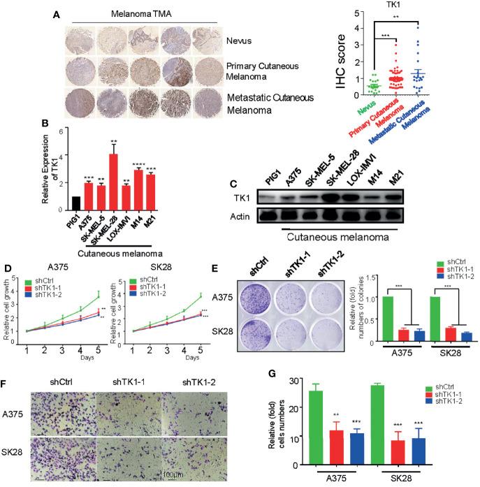 https://cdn.ncbi.nlm.nih.gov/pmc/blobs/2bf7/8927676/653eda7dc3a1/fonc-12-802807-g002.jpg
