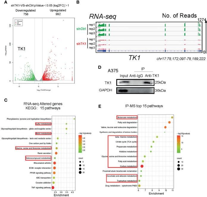 https://cdn.ncbi.nlm.nih.gov/pmc/blobs/2bf7/8927676/d99a63d083c2/fonc-12-802807-g004.jpg
