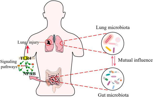 https://cdn.ncbi.nlm.nih.gov/pmc/blobs/2bf8/9523403/6b0a7ca852fb/fphar-13-952938-g002.jpg