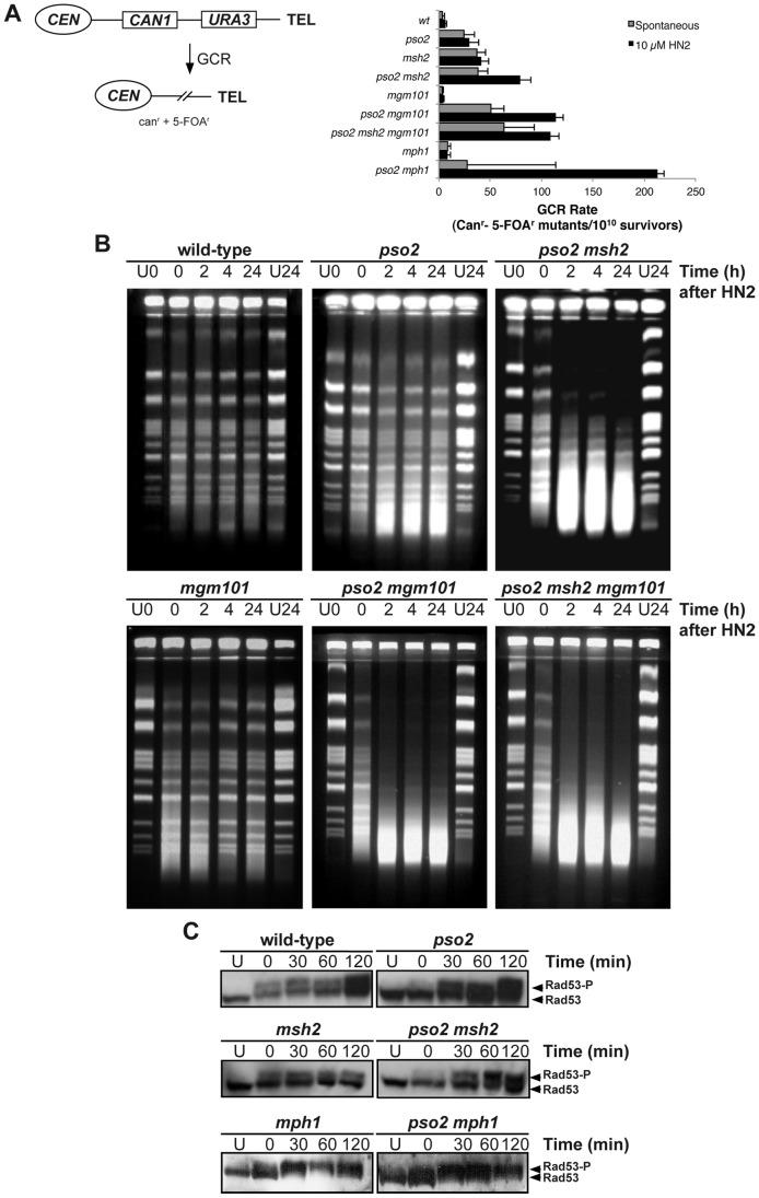 https://cdn.ncbi.nlm.nih.gov/pmc/blobs/2bfb/3415447/ccb4f5c83e46/pgen.1002884.g003.jpg