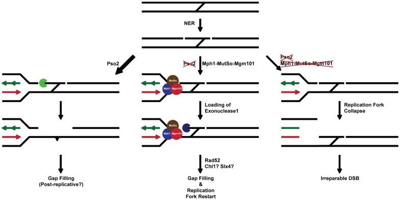 https://cdn.ncbi.nlm.nih.gov/pmc/blobs/2bfb/3415447/eba4f035b46b/pgen.1002884.g007.jpg