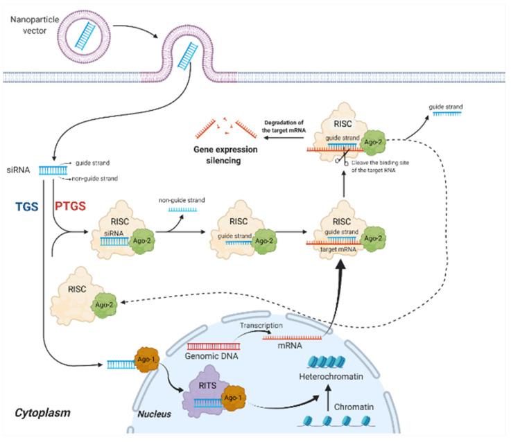 https://cdn.ncbi.nlm.nih.gov/pmc/blobs/2c01/8909959/469a04f305bb/ijms-23-02408-g001.jpg