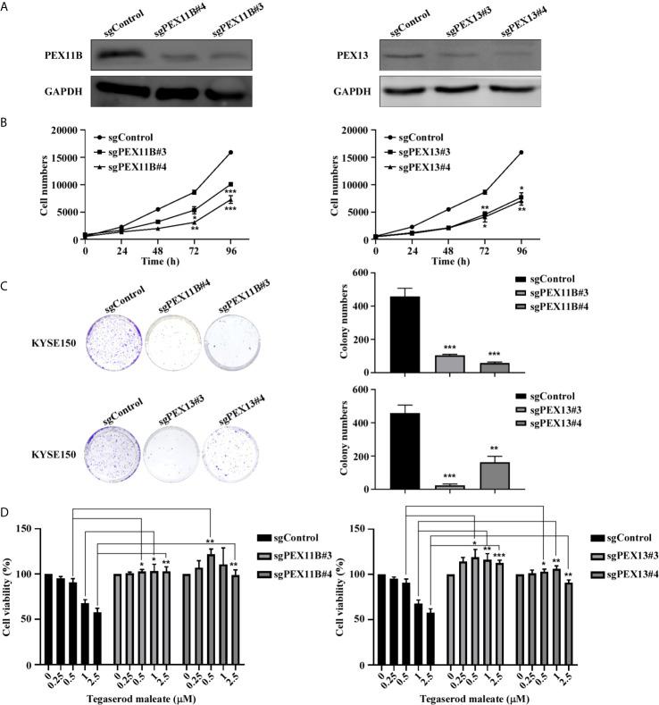 https://cdn.ncbi.nlm.nih.gov/pmc/blobs/2c03/8372369/a890a1ad8f6c/fonc-11-683241-g005.jpg