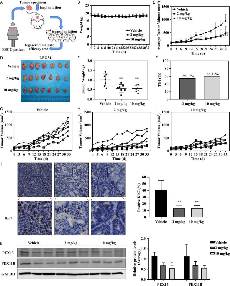 https://cdn.ncbi.nlm.nih.gov/pmc/blobs/2c03/8372369/eed3170fa1f8/fonc-11-683241-g006.jpg