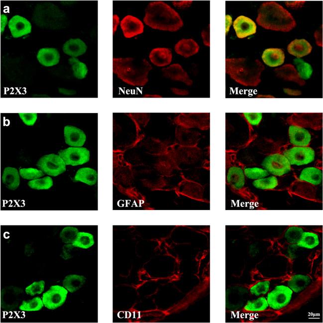 https://cdn.ncbi.nlm.nih.gov/pmc/blobs/2c07/7855163/530e6971ce3d/11302_2020_9728_Fig3_HTML.jpg
