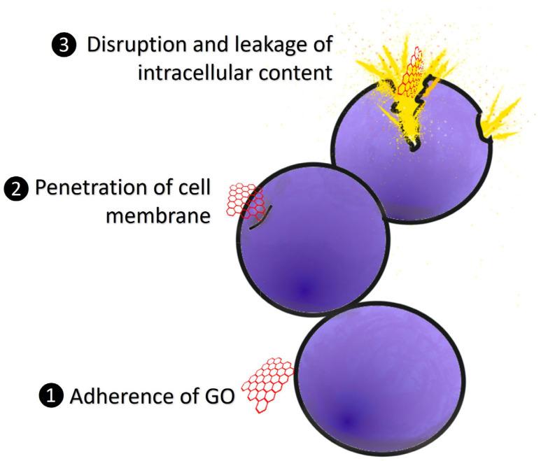 https://cdn.ncbi.nlm.nih.gov/pmc/blobs/2c08/10454253/836cc2017f15/ijms-24-12542-g003.jpg