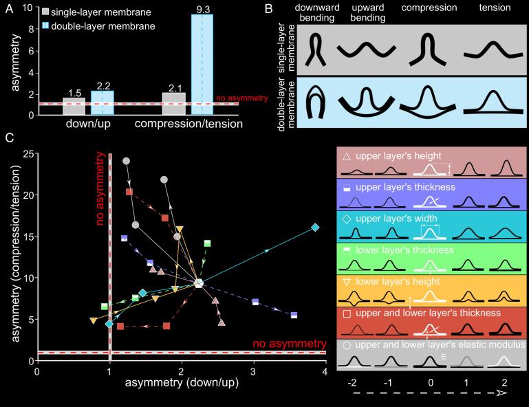 https://cdn.ncbi.nlm.nih.gov/pmc/blobs/2c09/9661187/67b9adc6e59f/pnas.2211861119fig02.jpg