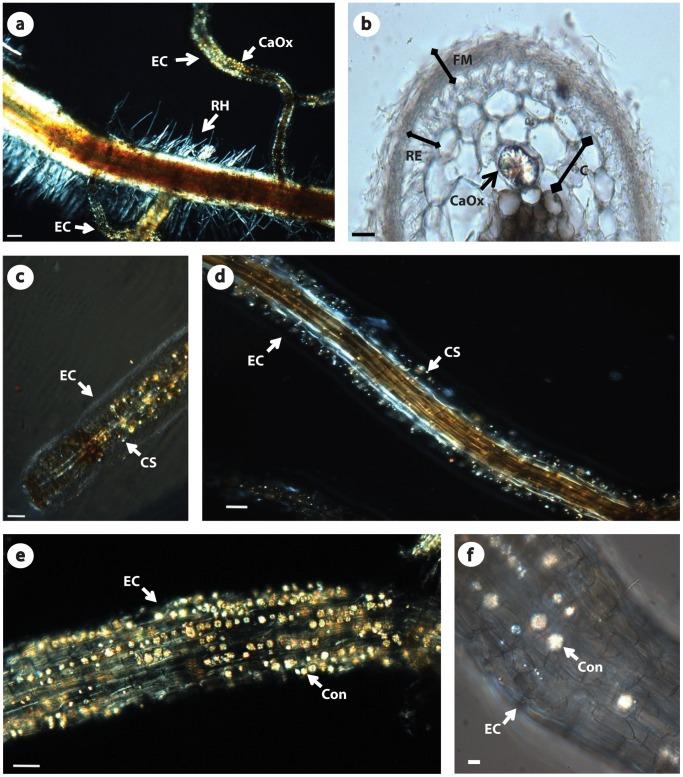 https://cdn.ncbi.nlm.nih.gov/pmc/blobs/2c0a/3699605/3c580d2a24f1/pone.0067685.g001.jpg