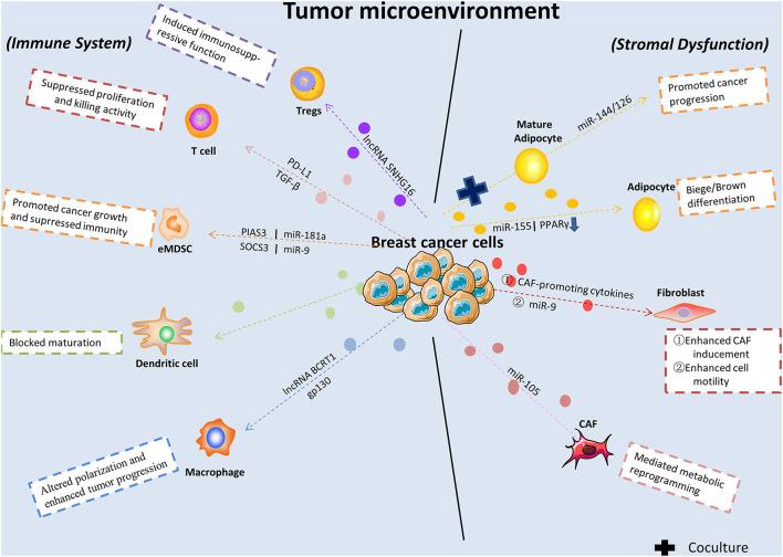 https://cdn.ncbi.nlm.nih.gov/pmc/blobs/2c0b/8591197/691a46f3a952/fcell-09-731062-g001.jpg