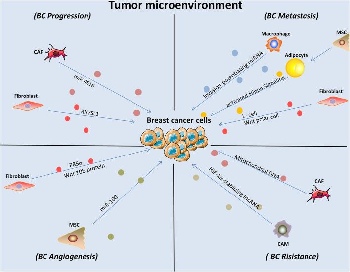 https://cdn.ncbi.nlm.nih.gov/pmc/blobs/2c0b/8591197/e3519ffa80c9/fcell-09-731062-g002.jpg