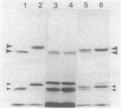 https://cdn.ncbi.nlm.nih.gov/pmc/blobs/2c0d/210449/4b9f74796562/jbacter00177-0136-a.jpg