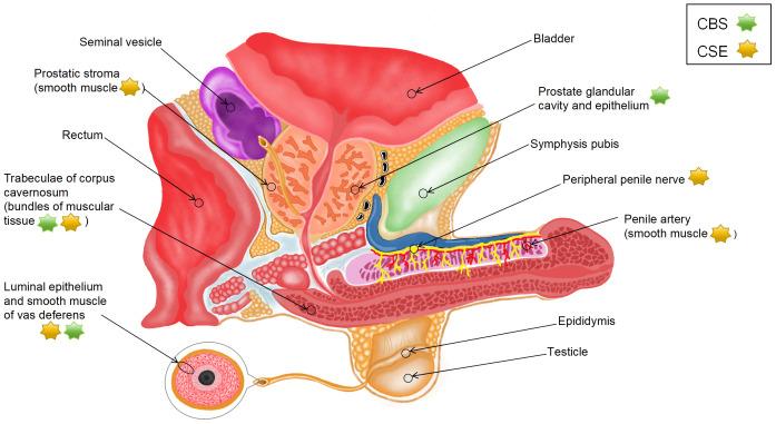 https://cdn.ncbi.nlm.nih.gov/pmc/blobs/2c0e/11177757/6e8376c58547/fendo-15-1377090-g001.jpg