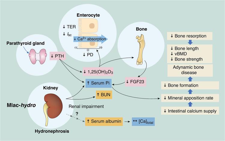 https://cdn.ncbi.nlm.nih.gov/pmc/blobs/2c0f/12216024/b451cea9e9fb/41598_2025_6485_Fig10_HTML.jpg