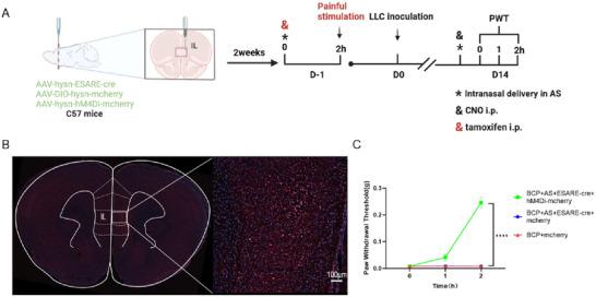 https://cdn.ncbi.nlm.nih.gov/pmc/blobs/2c12/12086296/014b986d991e/BRB3-15-e70555-g003.jpg