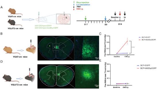 https://cdn.ncbi.nlm.nih.gov/pmc/blobs/2c12/12086296/90a3c0e87502/BRB3-15-e70555-g002.jpg