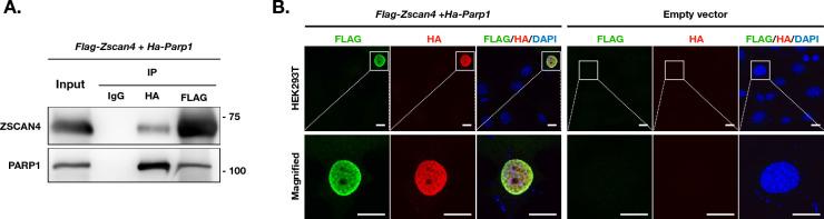 https://cdn.ncbi.nlm.nih.gov/pmc/blobs/2c15/10594928/2bfad978f9f5/13578_2023_1140_Fig3_HTML.jpg