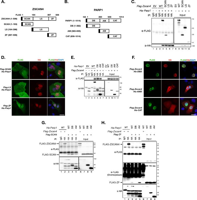 https://cdn.ncbi.nlm.nih.gov/pmc/blobs/2c15/10594928/673439759f45/13578_2023_1140_Fig4_HTML.jpg