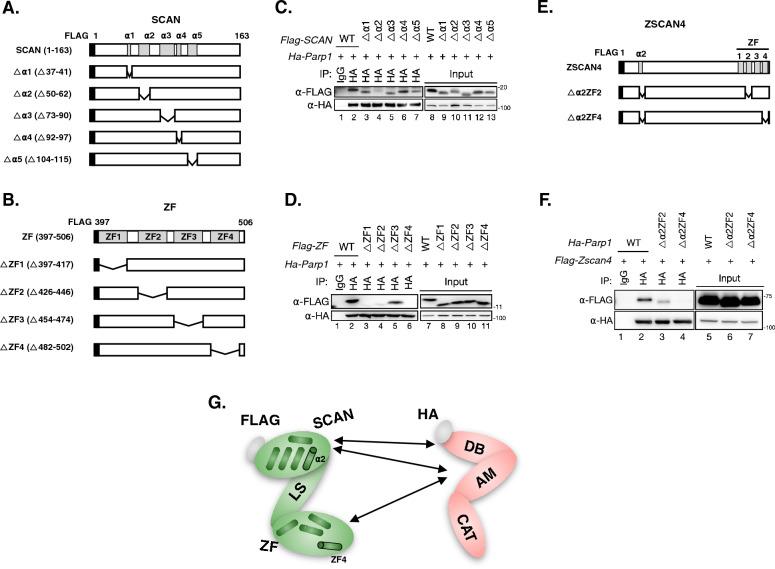 https://cdn.ncbi.nlm.nih.gov/pmc/blobs/2c15/10594928/bfcb95eb47c7/13578_2023_1140_Fig5_HTML.jpg