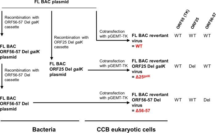 https://cdn.ncbi.nlm.nih.gov/pmc/blobs/2c15/5640863/a3e402a0b59b/zjv9991830090008.jpg