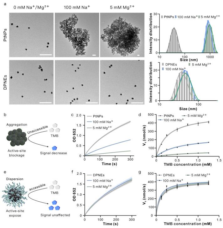 https://cdn.ncbi.nlm.nih.gov/pmc/blobs/2c18/12024773/67cba6689305/biosensors-15-00205-g003.jpg