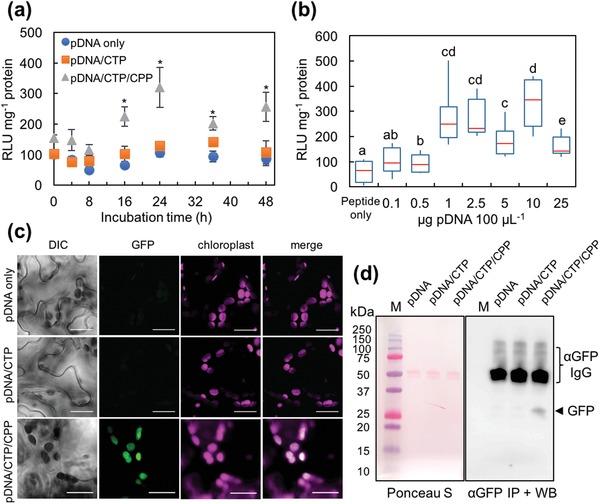 https://cdn.ncbi.nlm.nih.gov/pmc/blobs/2c1f/6891901/3c38dddd9c0a/ADVS-6-1902064-g002.jpg