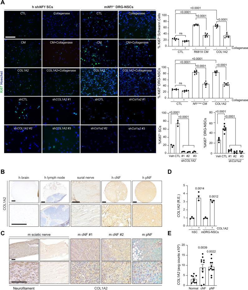https://cdn.ncbi.nlm.nih.gov/pmc/blobs/2c23/9120229/612bbf058c47/41467_2022_30466_Fig6_HTML.jpg