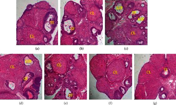 https://cdn.ncbi.nlm.nih.gov/pmc/blobs/2c27/7397419/35edb3177144/ECAM2020-8521831.005.jpg