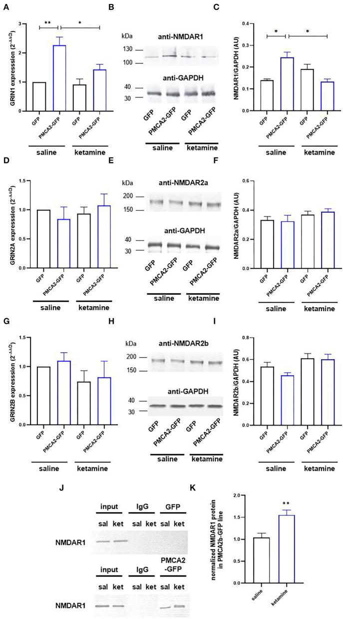 https://cdn.ncbi.nlm.nih.gov/pmc/blobs/2c28/9167922/4f053b1a2cb0/fncel-16-890827-g0004.jpg