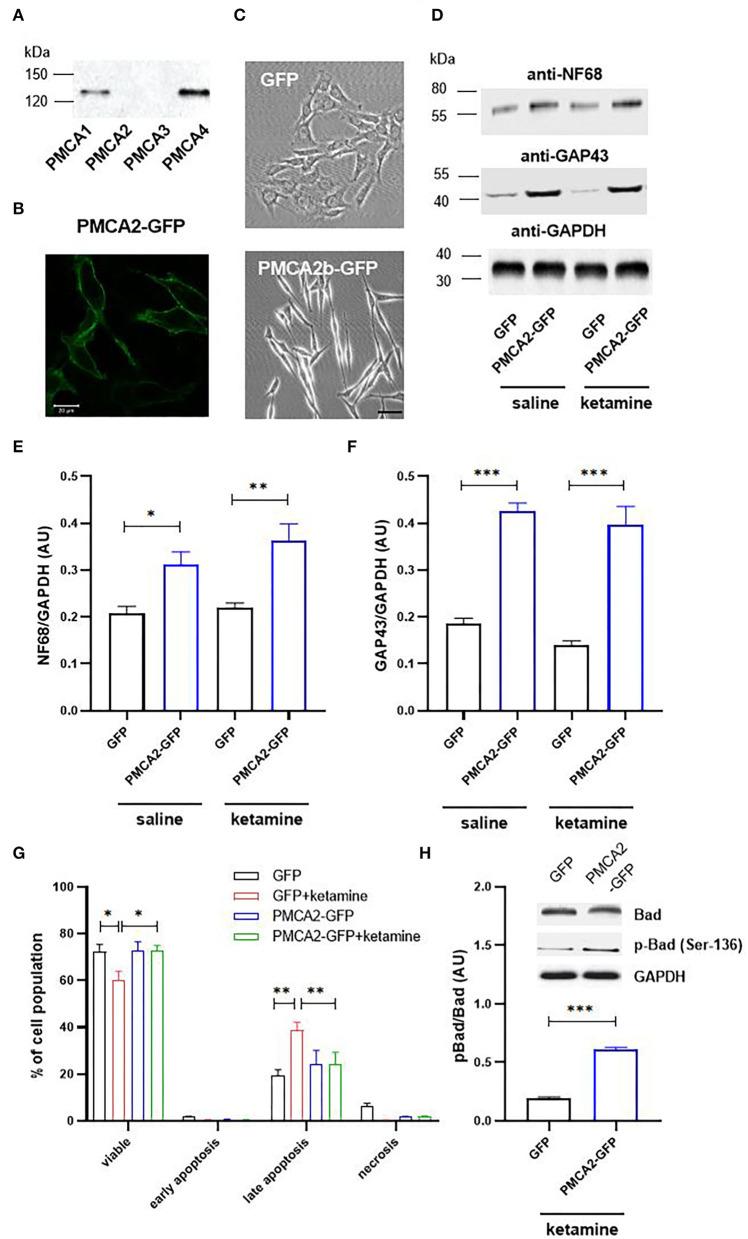 https://cdn.ncbi.nlm.nih.gov/pmc/blobs/2c28/9167922/a0c6ab65cadc/fncel-16-890827-g0001.jpg