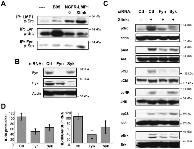 https://cdn.ncbi.nlm.nih.gov/pmc/blobs/2c29/3411813/b809f827b05f/pone.0042610.g005.jpg