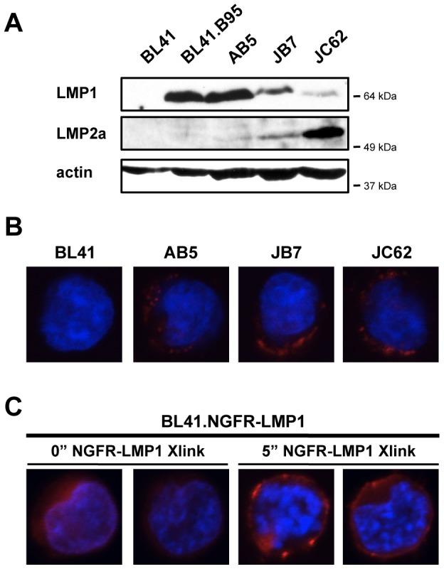https://cdn.ncbi.nlm.nih.gov/pmc/blobs/2c29/3411813/cd38088e33a1/pone.0042610.g001.jpg