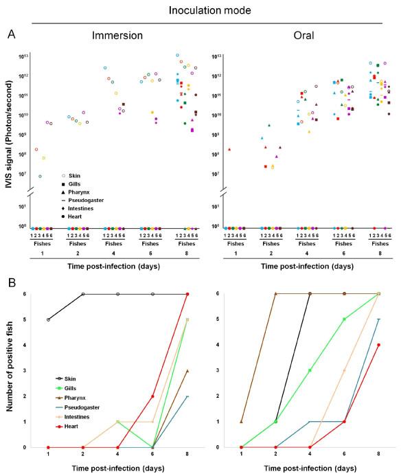 https://cdn.ncbi.nlm.nih.gov/pmc/blobs/2c2c/3295659/ace0ab6e659c/1297-9716-43-6-4.jpg