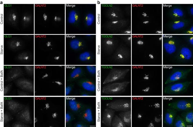 https://cdn.ncbi.nlm.nih.gov/pmc/blobs/2c2d/10465578/5745683273d1/41467_2023_41000_Fig6_HTML.jpg
