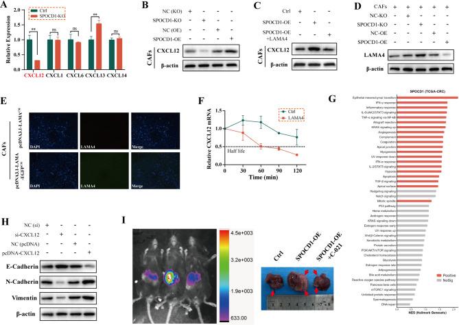 https://cdn.ncbi.nlm.nih.gov/pmc/blobs/2c2d/12351940/cd0207ffdc35/12967_2025_6863_Fig5_HTML.jpg
