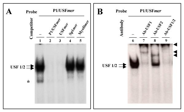 https://cdn.ncbi.nlm.nih.gov/pmc/blobs/2c30/2625362/50a481a39a80/1471-2199-9-110-5.jpg