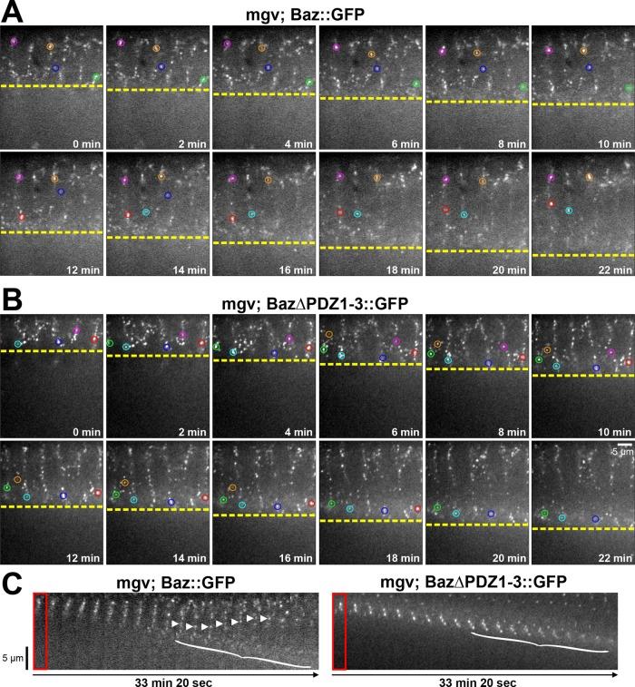 https://cdn.ncbi.nlm.nih.gov/pmc/blobs/2c31/3496619/f8180d33ec38/4465fig2.jpg