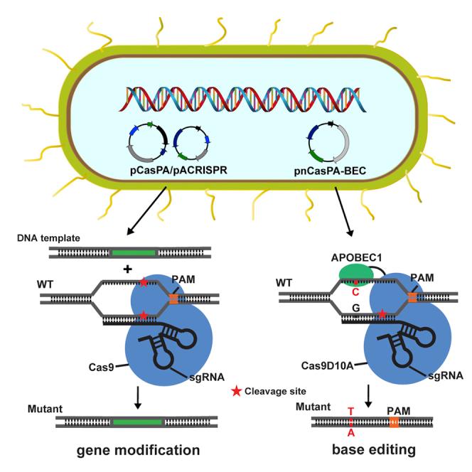 https://cdn.ncbi.nlm.nih.gov/pmc/blobs/2c33/6137401/059a6558d75a/fx1.jpg