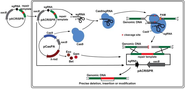 https://cdn.ncbi.nlm.nih.gov/pmc/blobs/2c33/6137401/205ac6b0362b/gr2.jpg