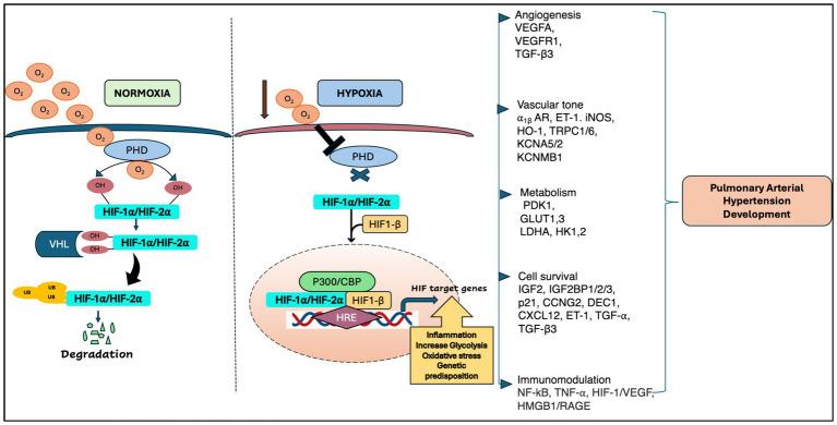 https://cdn.ncbi.nlm.nih.gov/pmc/blobs/2c38/11499164/41155923bc02/fmed-11-1460376-g001.jpg