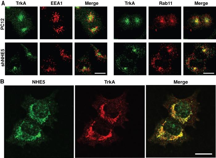https://cdn.ncbi.nlm.nih.gov/pmc/blobs/2c3b/3814139/057e369e4cb9/3435fig3.jpg