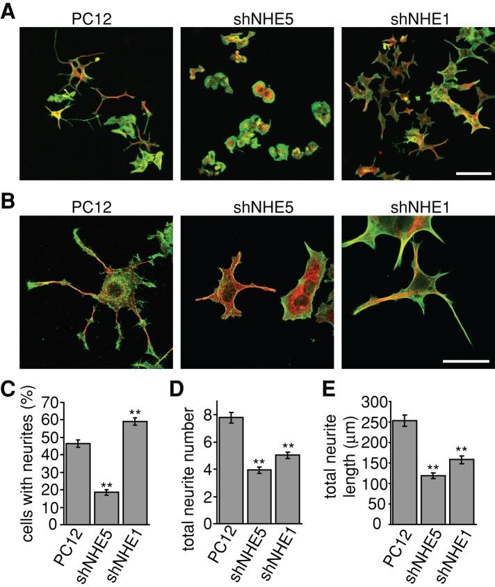 https://cdn.ncbi.nlm.nih.gov/pmc/blobs/2c3b/3814139/40f06eb4601e/3435fig8.jpg